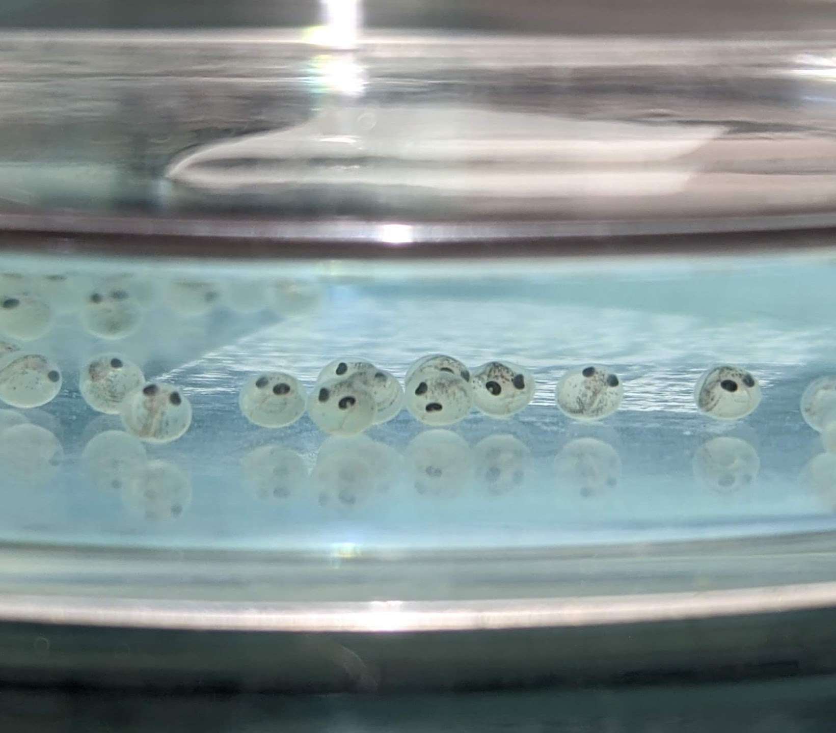 stickleback eggs in a dish